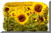 Sunflowers1b.jpg (119603 bytes)