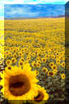 Sunflowers2b.jpg (135350 bytes)